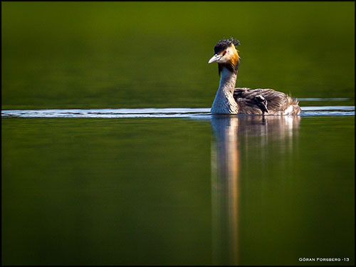 Skäggdopping med unge på ryggen