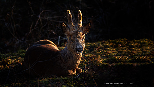 Rådjur i gryningsljus