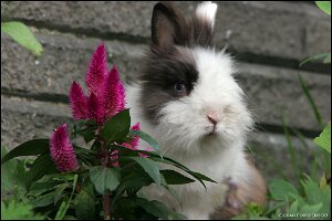 sommar08_blandat-1746b