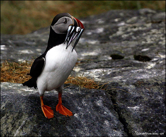 Fratercula arctica, Atlantic Puffin 