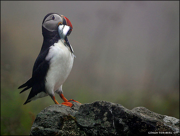 Fratercula arctica, Atlantic Puffin 