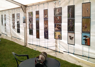 Falsterbo Birs Show 2011